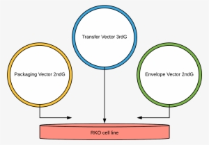 Our Main Design Of Lentiviral Transfection Into Rko - Circle #2263905