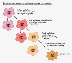 Clip Freeuse Library Cancer And The Cell Cycle Biology - Cancer And The Cell Cycle #2266062