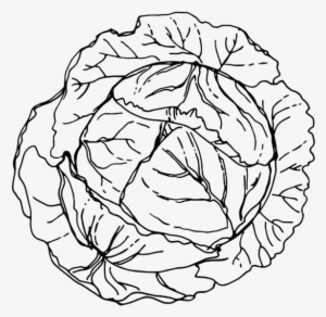 Png Royalty Free Library Cabbage - Library #2266932