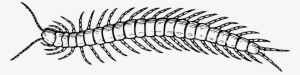 Clip Art Library Library Bike Transparent Centipede - Centipede Black And White #2267040