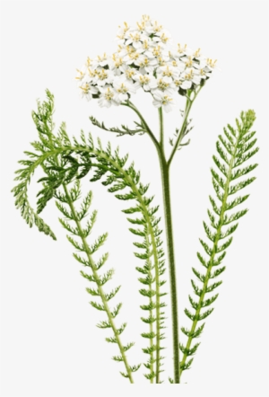 Picture Royalty Free Library Yarrow Drawing Valerian - Achillea Png #2267434
