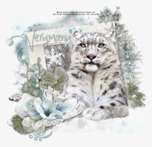 Snow Leopard By Verymany Found Here - Snow Leopard #2269367