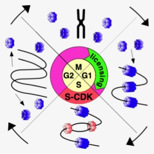 In Order For Cell Division To Produce Two Daughter - Circle #2269393