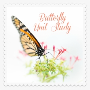 Butterfly Unit Study #2269964