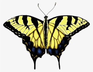 Monarch Butterfly Png - Swallowtail Butterfly Png #2270067