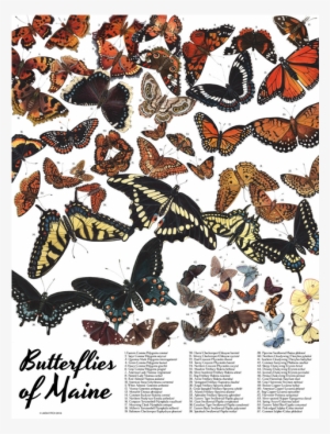 Butterflies - Butterflies Of Maine Pattern Mug #2270130