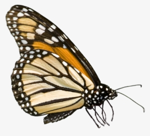Federal Government Jpg Royalty Free Download - Monarch Butterfly #2270243