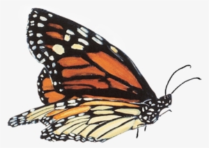 Mariposas Reales En Png #2270318