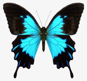 Emmasimoncic - Tumblr - Com - Low Poly Butterfly - - Ulysses Butterfly #2270347