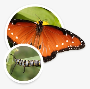 Butterfly Weed Is Also The Host Plant For Queen Butterflies - Queen #2270384