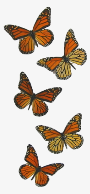 Png Butterfly #2270431