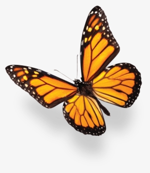 Stock Photo Of Butterfly #2270522