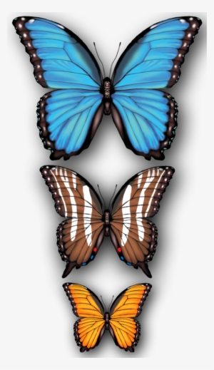 Butterflies - Papilio #2270639