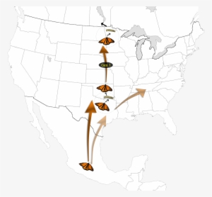 Generation 1 Graphic - Black Buffalo Fish Range #2270683