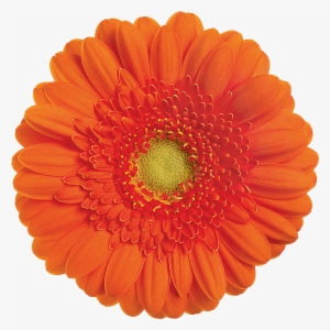 Garfield - Gerbera Garfield #2271402