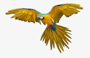 Png Bird Image - Flying Bird Png #2273131