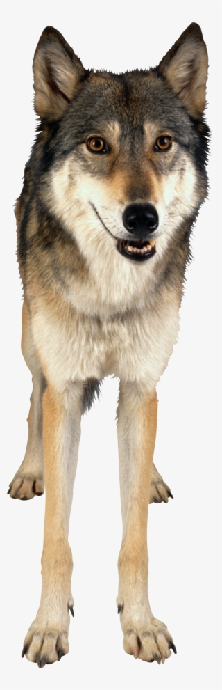 Wolf Eleven - Masterpieces Puzzle Company Forest Life #2275535