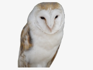 View Larger Image Owl Trademark Attorney Florida - Florida #2277694