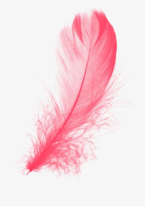 Red Feather Png - Pink Feather Png #2277994