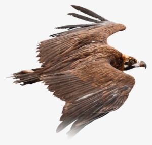 About The Project - Transparent Vulture Png #2281882