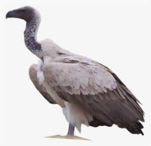 White-backed Vulture #2282059