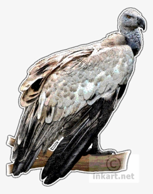 Jpg Transparent Griffon Vulture Gypaetus Barbatus Line - Vultures Of The World Throw Blanket #2282079