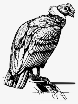 Condor Graphic Royalty Free Stock - Condor Png #2282254