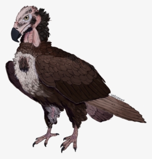 Red Headed Vulture By Foikpunk On Deviantart - Vulture Head Transparent #2282300