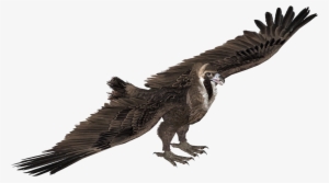 Cinereous Vulture - Eagle #2282319