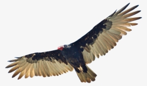 Zopilote Gerardomtz Mx Vulture, Contemporary Art, Buzzard, - Zopilote Png #2282420