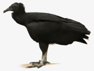 American Black Vulture - American Crow #2282441