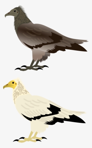 Open - Egyptian Vulture #2282463