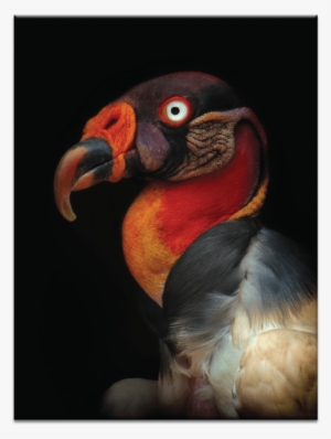 King Vulture - Oiseaux Toile Muraleking Vulture - Sarcoramphus Papa #2282503