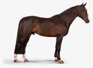 Iceman De Muze - Horse #2282966