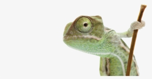 Biology - Reptile's View Of The World (pet Perspectives) #2286666