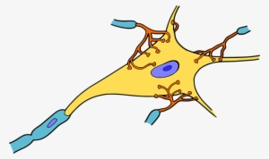 Biology Tutoring - Neuron Png #2286754 Biology Tutoring - Neuron Png #2286754