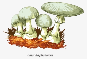 Album - Poisonous Mushrooms #2287280