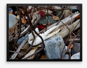 Sunbleached Lobster Claw Coastline Driftwood - Driftwood #2288274