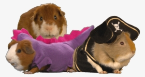 Guinea-pigs - Stripe South Park #2289671