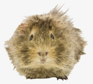 Why Choose A Guinea Pig To Be The Star Of Your Ecard - Guinea Pig #2289694