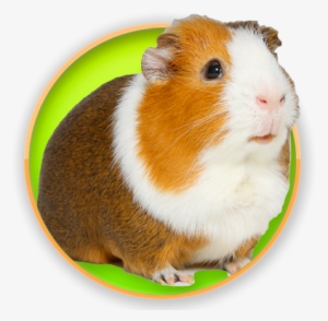 Guinea Pig #2289720