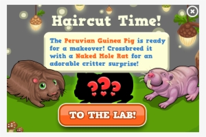 Skinny Guinea Pig Modal - Wiki #2289857