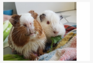 Photo Of Forrest And Wilson - Guinea Pig #2289900