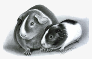 How To Draw Guinea Pigs - Drawing Of Guinea Pig #2290257