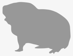 Guinea Pig - Pet #2290317