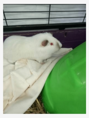 Photo Of Prompto - Hamster #2290362