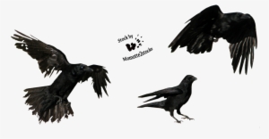 Favourites By Badapple409 On Clipart Library - Flying Crow Png #2292824