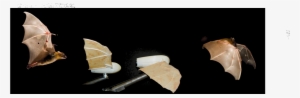 The Robotic Bat Wing - Bat Wings In Motion #2294079