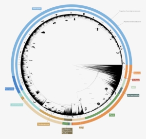 About - Open Tree Of Life #2294415