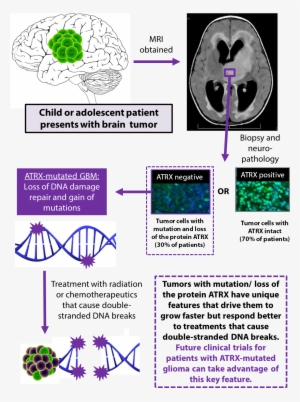 Learn More About Pediatric Brain Cancer Treatment At - Genetics By Burton S. Guttman #2294728